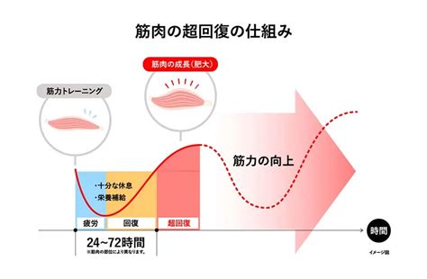 超回復 部位|筋肉の【超回復】と【部位別の回復時間】。